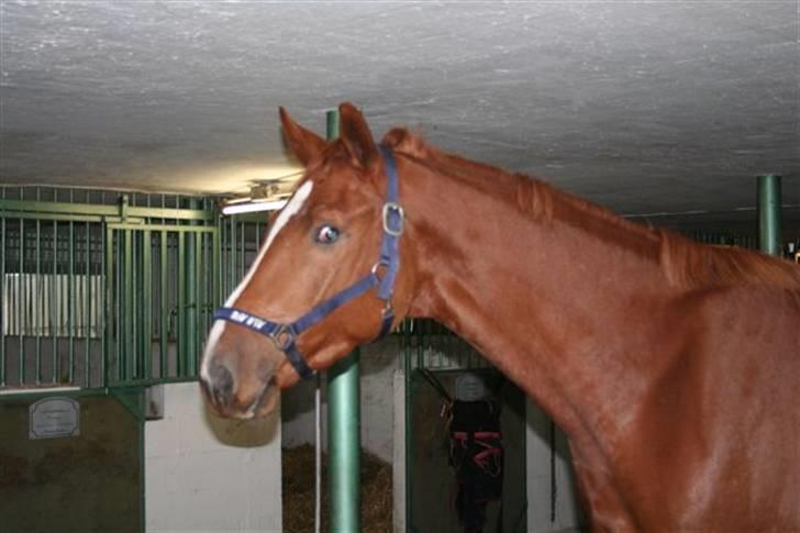 Tysk Varmblod Frohsinn billede 5