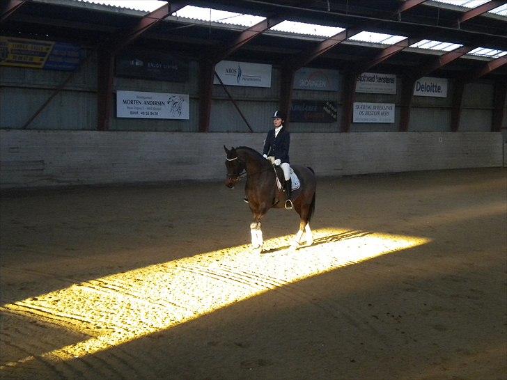 Dansk Varmblod Faster - Stævne i Åstrup Foto: Mikkel billede 7