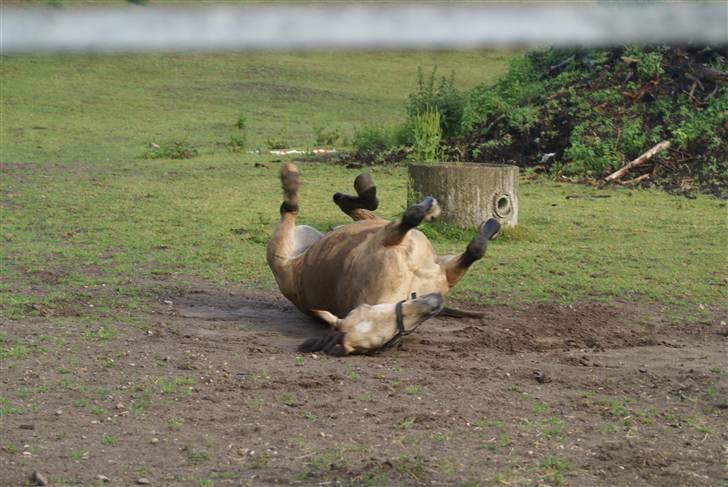 Anden særlig race Chanel *Solgt* - rulle tur ! ! ! <33 Taget af Lea ;) billede 13