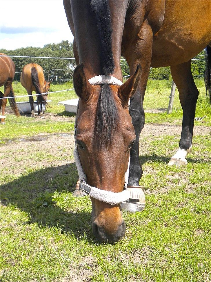 Dansk Varmblod Faster - Faster på sommergræs billede 4