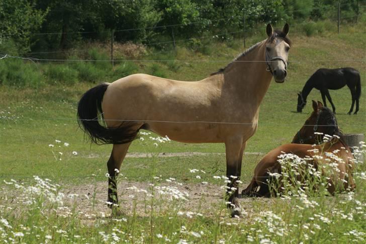 Anden særlig race Chanel *Solgt* billede 14