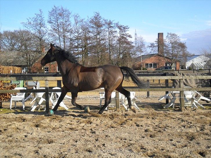 Dansk Varmblod Faster - Faster på banen Foto: mig billede 5