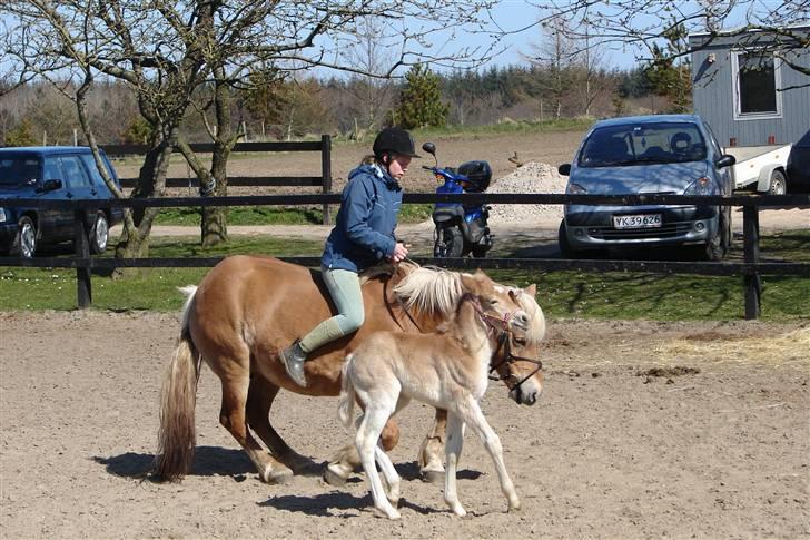 Haflinger 16734/T Corlita - Hov hva sker der nu billede 5
