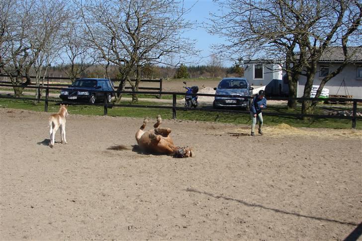 Haflinger 16734/T Corlita billede 6
