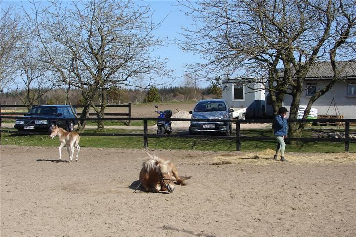 Haflinger 16734/T Corlita billede 7