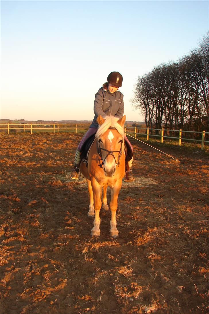 Haflinger 16734/T Corlita - Mig der rider på min elskede hoppe billede 8
