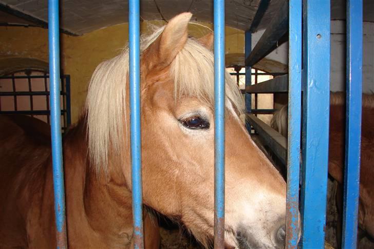 Haflinger 16734/T Corlita billede 9