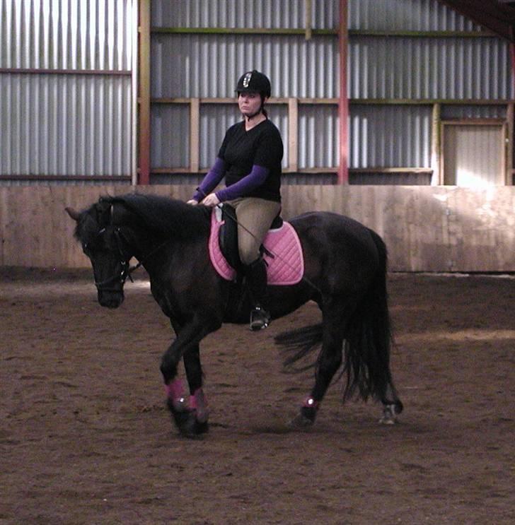 Anden særlig race Daisy *SOLGT* - En tur i ridehuset billede 13