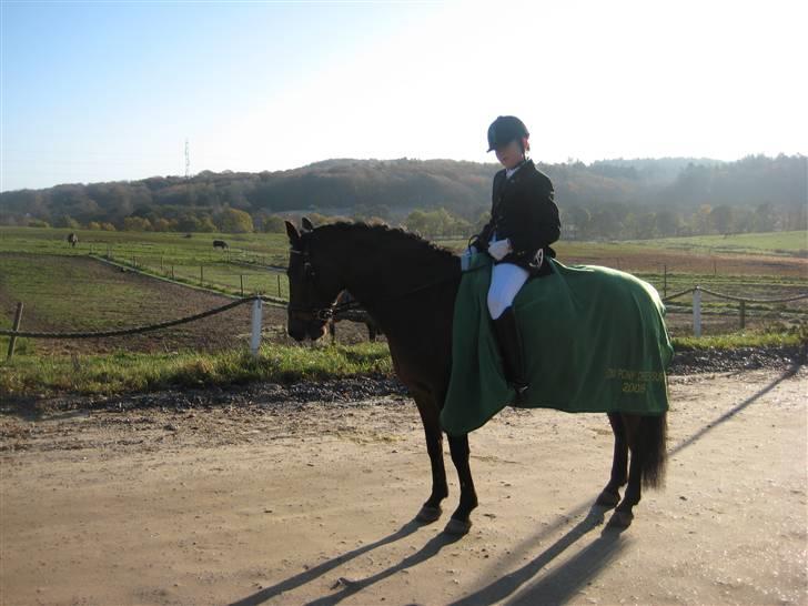 New Forest Hali´s Randy R.I.P - min dejlige pony, udenfor efter jeg havde redet stævne billede 2