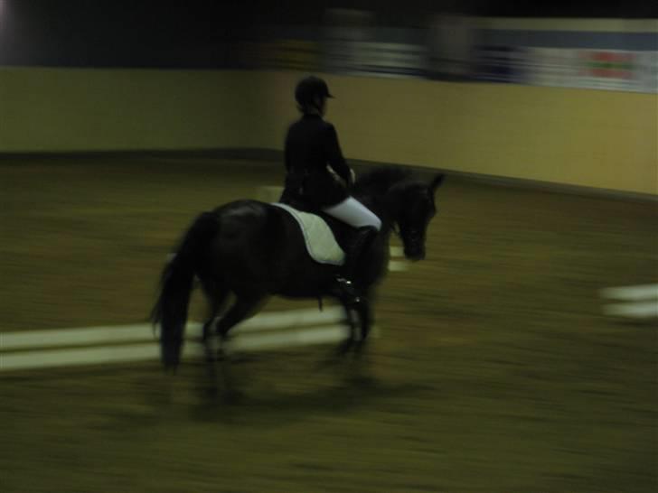 New Forest Hali´s Randy R.I.P - LB1, Distrikts stævne. han var bare super fint og gik 65,71 og blev nummer 4:). min dygtige lille musse<3 billede 3