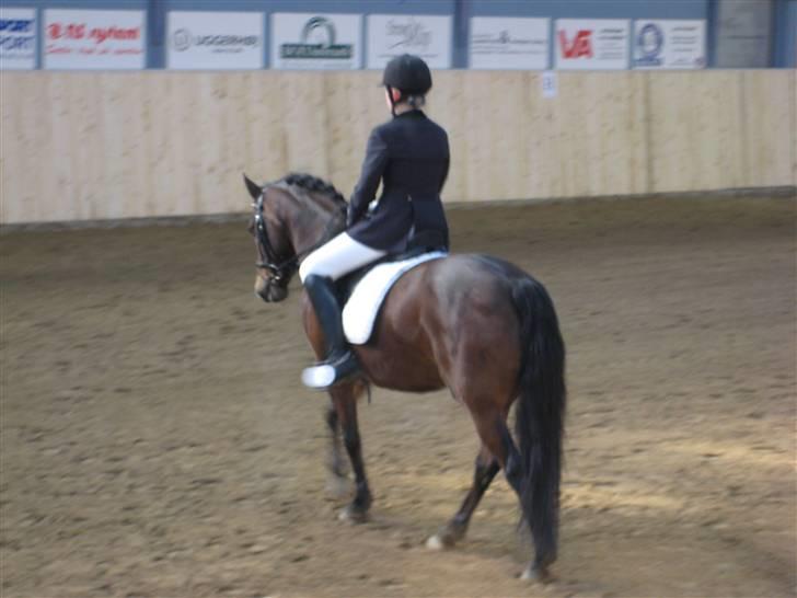 New Forest Hali´s Randy R.I.P - til distrikts stævnet, han var bare den bedste<3 billede 4