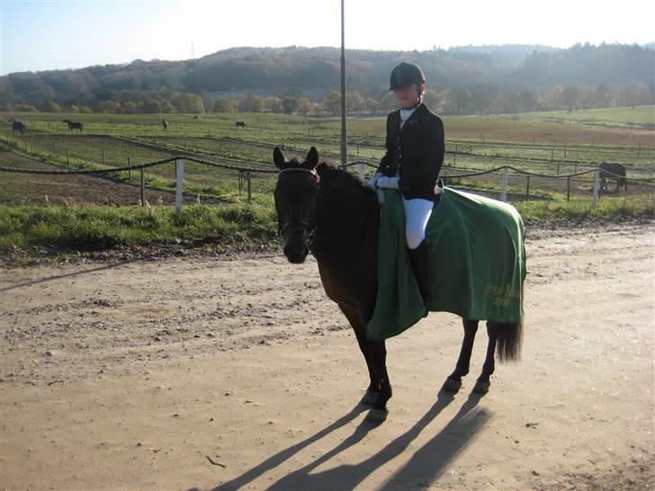 New Forest Hali´s Randy R.I.P - du gør mig altid så glad. du  en fantastisk pony:$ billede 6