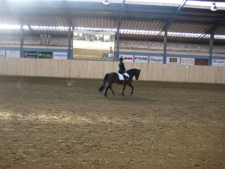 New Forest Hali´s Randy R.I.P - til distrikts stævnet. ingen bedre end dig hali<3 billede 7