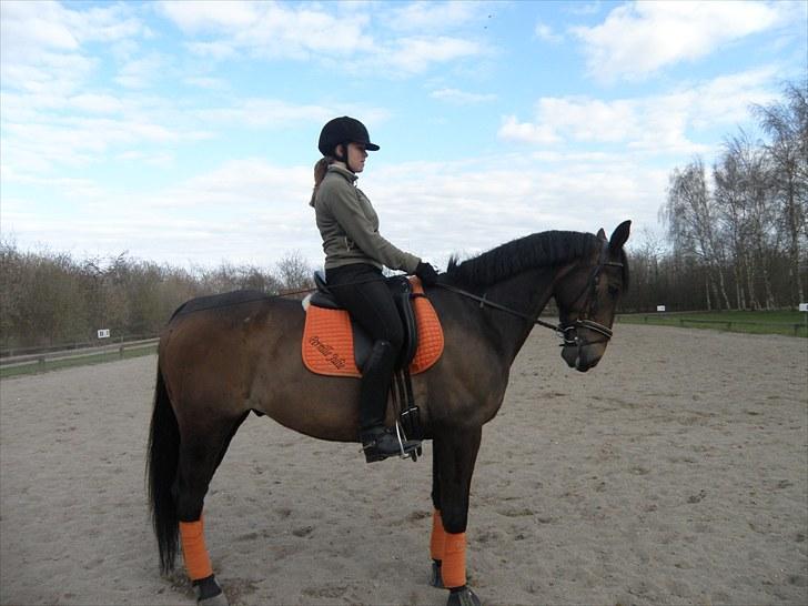 Oldenborg Pirana<3 (Solgt) - Dressur d. 19/4 2010 :) En flot parade :D<3 billede 15