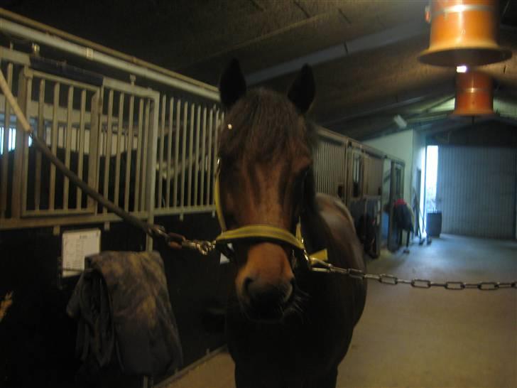 New Forest Hali´s Randy R.I.P - min hali på staldgangen igen. han er så smuuk<3 billede 8