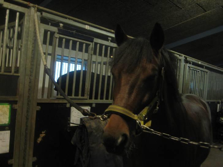 New Forest Hali´s Randy R.I.P - hali, på stalgangen. jeg er 100% sikker på jeg har verdens sødeste og bedste pony:$<3 billede 9