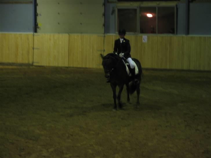 New Forest Hali´s Randy R.I.P - min dygtigt pony til distrikts stævnet, lige meget hvad der sker vil jeg altid elske dig<3 billede 10