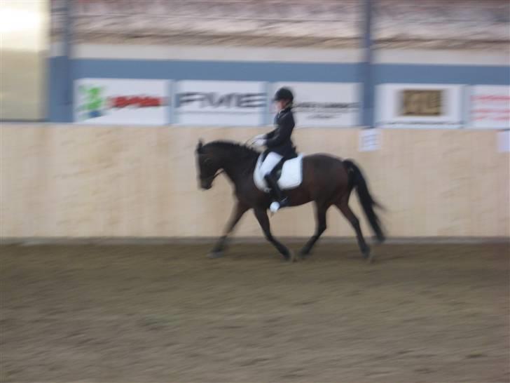 New Forest Hali´s Randy R.I.P - til distrikts stævnet, det var en bedste weekend længe<3 billede 11