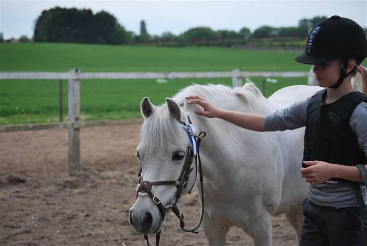Welsh Pony (sec B) Langagers Flicka SOLGT - fordi jeg er stolt af den pony du er blevet til! jeg fortyder at jeg gav slip. billede 3