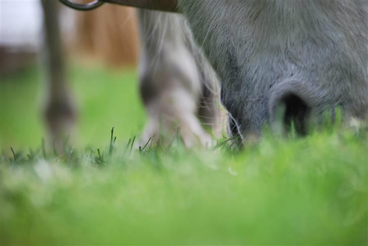 Welsh Pony (sec B) Langagers Flicka SOLGT - fordi nu er du ødelagt at line, & jeg kan ikke tilgive mig selv! billede 5
