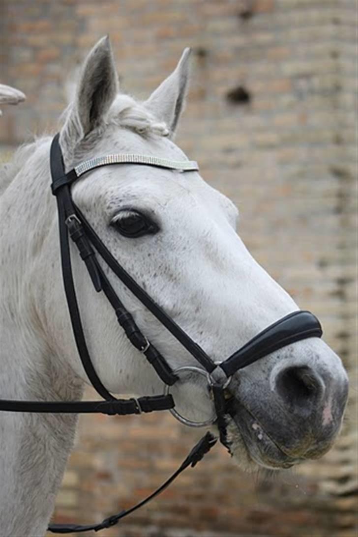 Connemara Maalings Mirabel B-PONY - Belles smukke hoved. :* Foto: Anne krogh billede 15