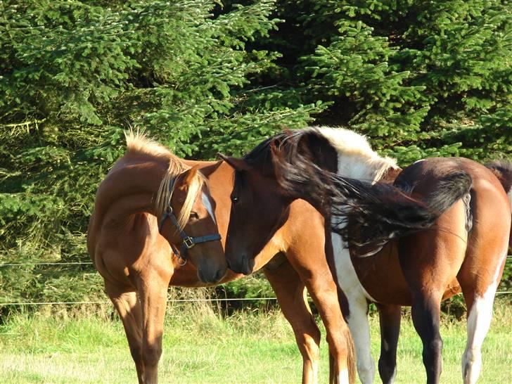 Traver Matchu Aka Maximus B.B - Matchu og kassi    IN LOVE <3 billede 8