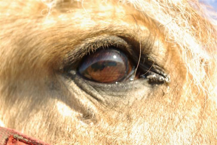 Fjordhest mille - mille.s øje billede 6