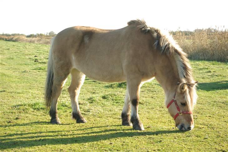 Fjordhest mille - mille der spiser græs billede 7