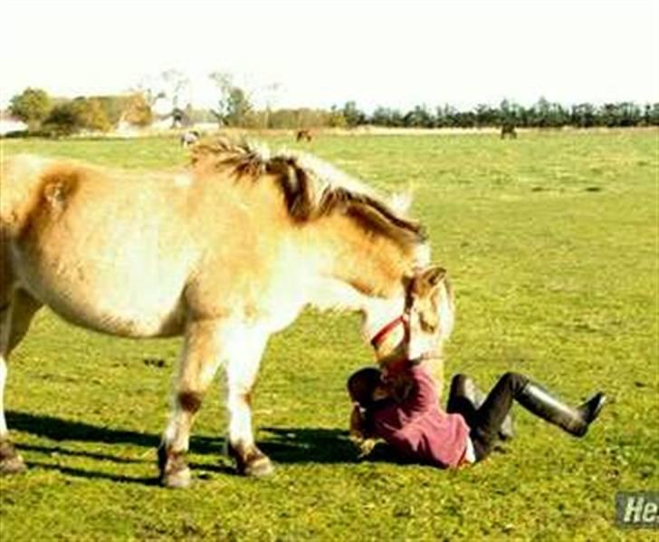 Fjordhest mille - mille og mig der driller hinannen billede 8