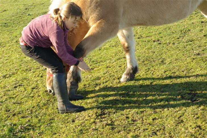 Fjordhest mille - mille og mig der siger hej til hinanen billede 9