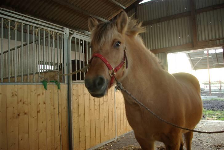 Fjordhest mille - mille billede 10