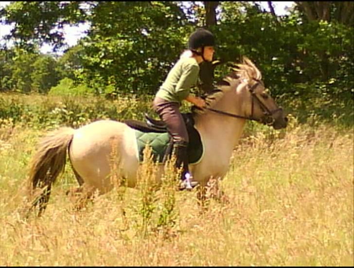 Anden særlig race Lucas<3 (SOLGT & SAVNET!) - # 10.  Skøn galop tur min skat <3 I FU**ING LOVE YOU <33 Foto: Trine Rasmussen billede 10