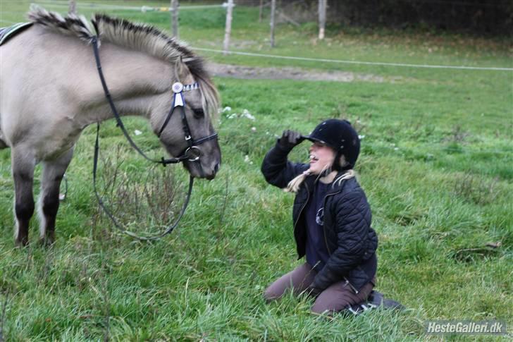 Anden særlig race Lucas<3 (SOLGT & SAVNET!) - # 11. der smuttede sadlen, Haha så måtte jeg jo lige ned og ligge engang, årh de sjoveste øjeblikke med dig min skat <3 Foto: nadia Jørgensen billede 11