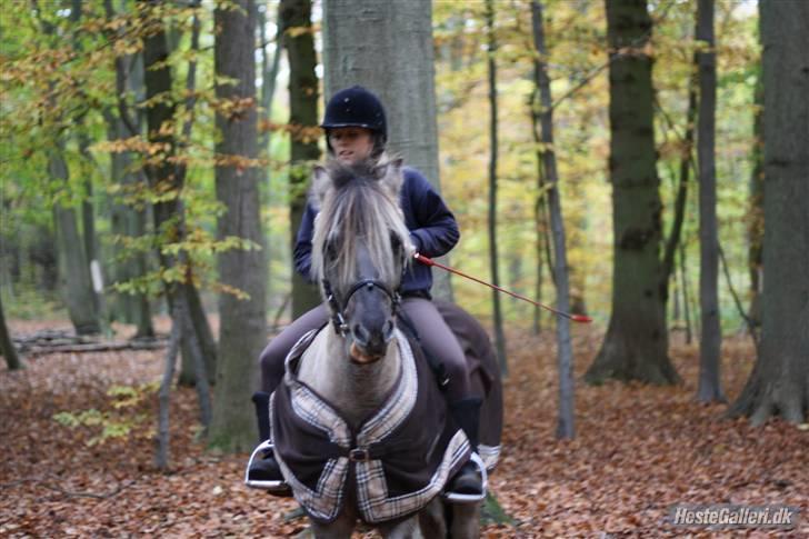 Anden særlig race Lucas<3 (SOLGT & SAVNET!) - # 16. Ejj Lucas, hva er det for et hoved xD skridte tur i skoven, efter spring. Foto: nadia Jørgensen billede 16