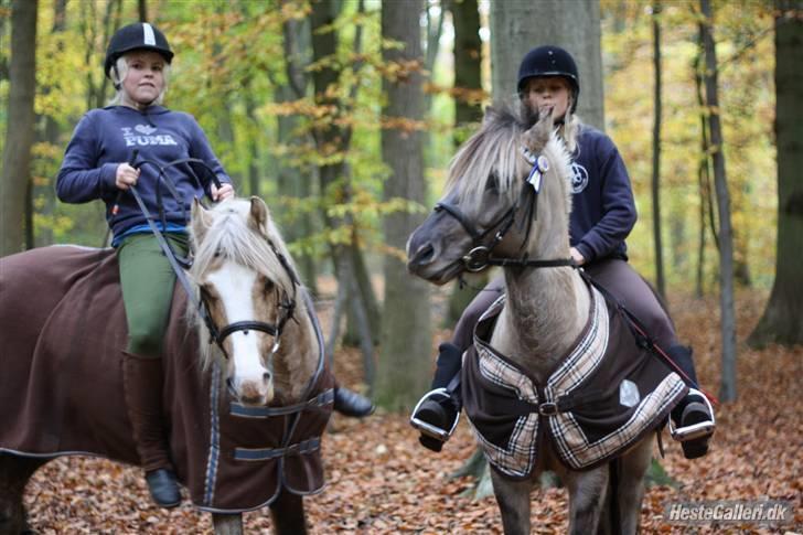 Anden særlig race Lucas<3 (SOLGT & SAVNET!) - # 17. Skridte tur i skoven, i de smukke efterårs farver, Nina, mig, Ronja & Lucas <33 Foto: Nadia Jørgensen billede 17