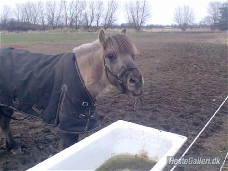 Anden særlig race Lucas<3 (SOLGT & SAVNET!) - # 19. Basse leger med vandet, Tosse skat <33 Elsker dig Foto: Sabrina (Gammel passer) billede 19