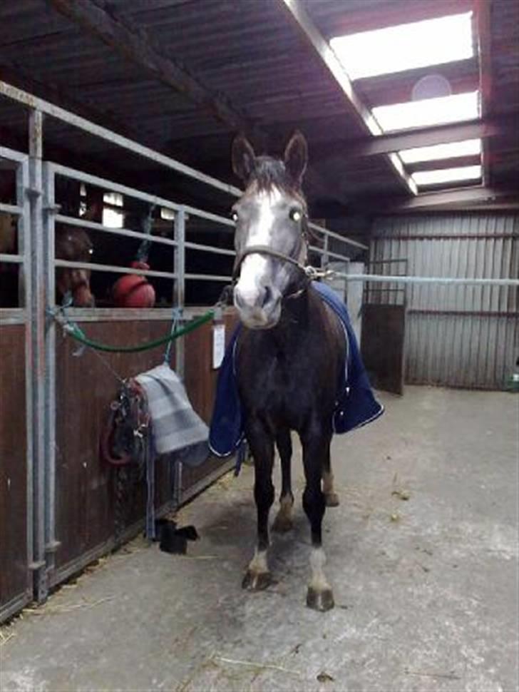 Holstener Zarina von Harknag  † 31.1.2012  †  - 28/10 Fotograf: Nete heisel billede 19