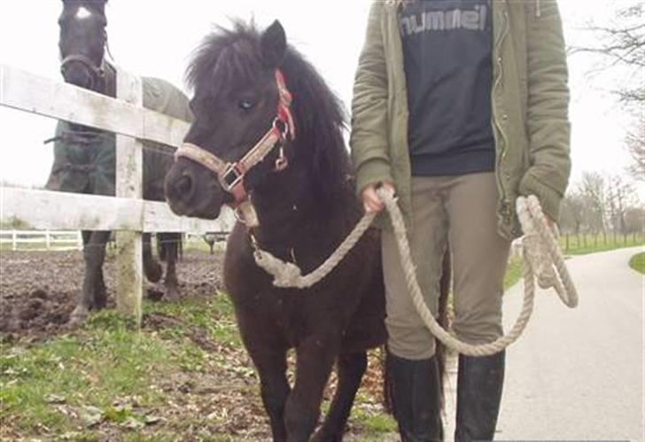 Shetlænder PIPPI - Så er jeg på vej hjem efter en gåtur med Micka billede 10