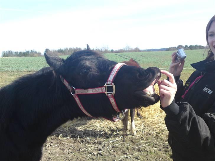 Barockpinto Malou. SOLGT :'( - smiiiil til verden og den smiler til dig ;) Malou jeg elsker simpelhen din udstråling :D billede 1