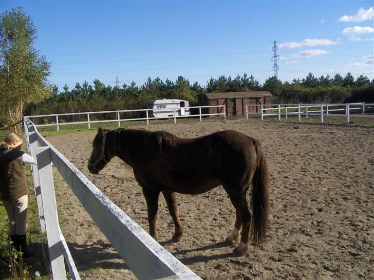 Anden særlig race lucas (solgt) - hej jeg hedder lucas.velkommen til min profil billede 1