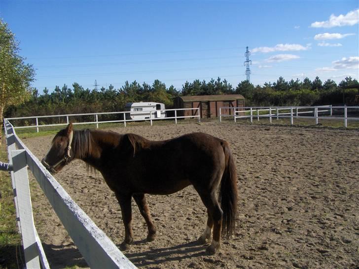 Anden særlig race lucas (solgt) - her er så smukke mig på min gamle fold... billede 2