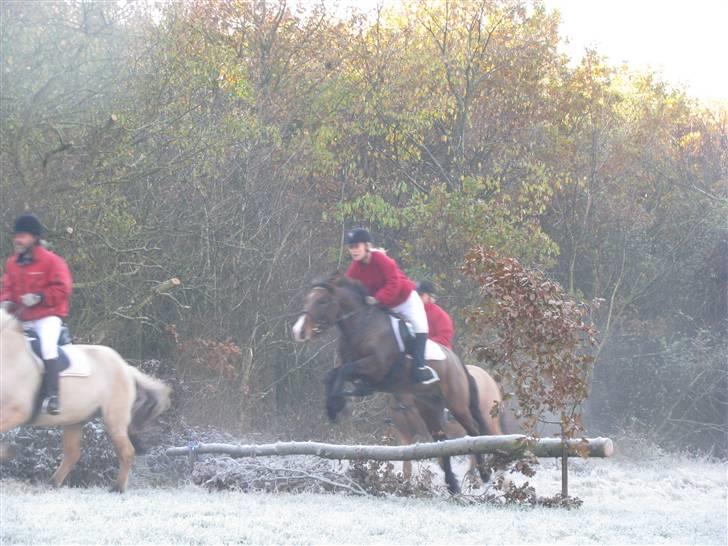 Anden særlig race Pinocchio SOLGT - Jagt på kallehavegaard! billede 20