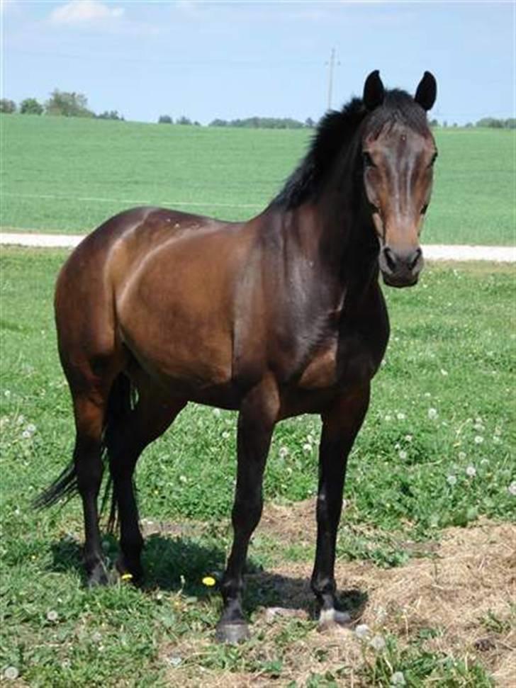 Hollandsk Varmblod Romy billede 1