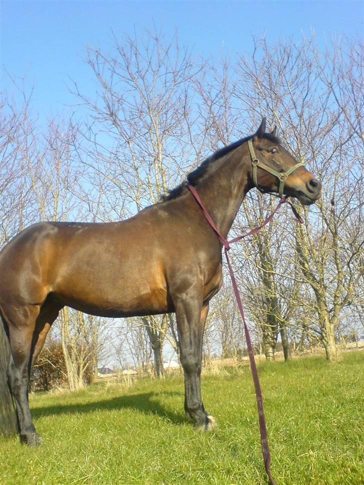 Hollandsk Varmblod Romy billede 2