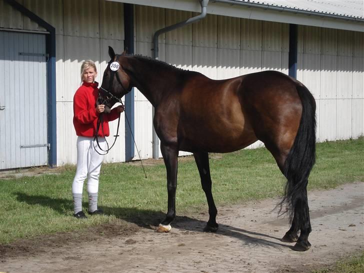 Hollandsk Varmblod Romy - Kårring billede 3