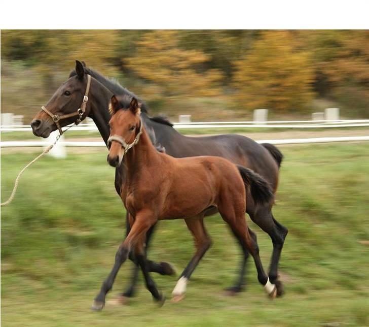 Hollandsk Varmblod Romy - Romy med føl: De Noblé. billede 4