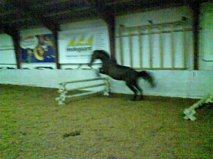 Hollandsk Varmblod Romy billede 5