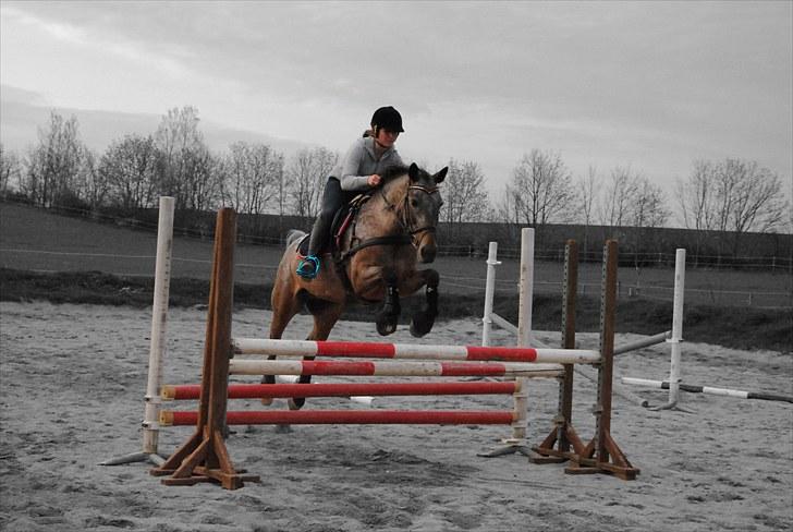 Knabstrupper Dusty Dot -  . Taget af Kim:) billede 17