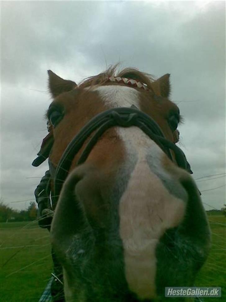 Welsh Pony af Cob-type (sec C) Kranevelds Tanja <33 - velkommen til tuders profil billede 1