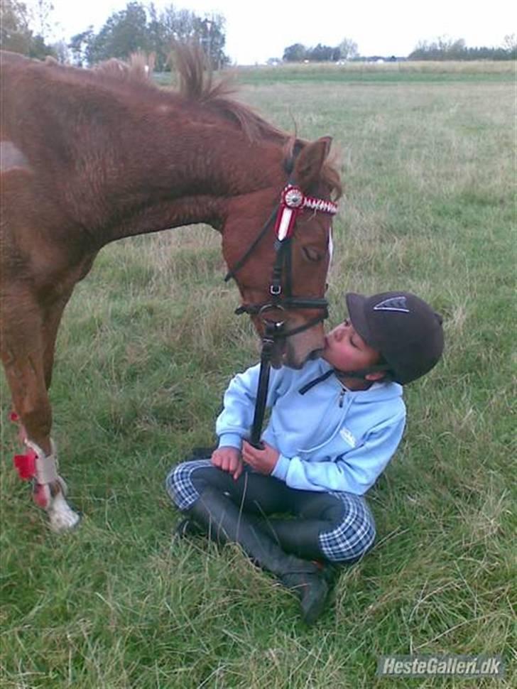 Welsh Pony af Cob-type (sec C) Kranevelds Tanja <33 - et lille kys til dig min skat <333 billede 2